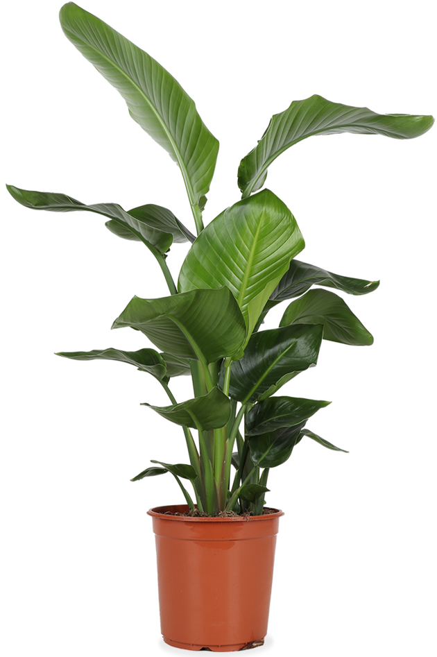Strelitzia nicolai (Paradiesvogelblume) (L)