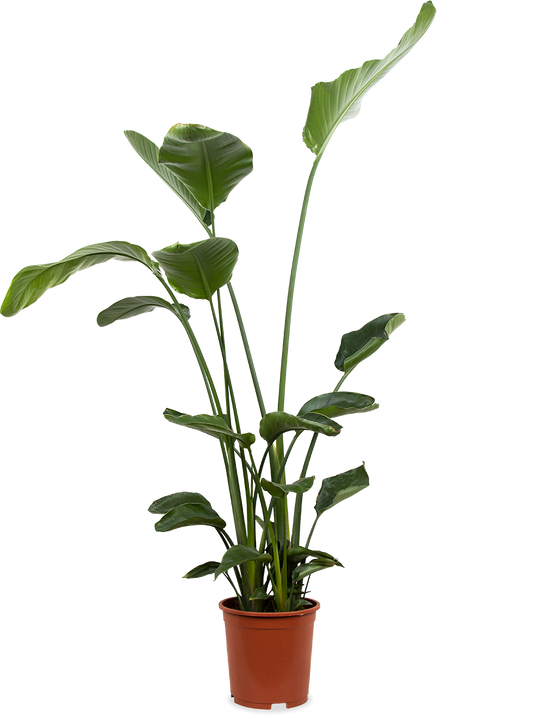 Strelitzia nicolai (Paradiesvogelblume) (XL)