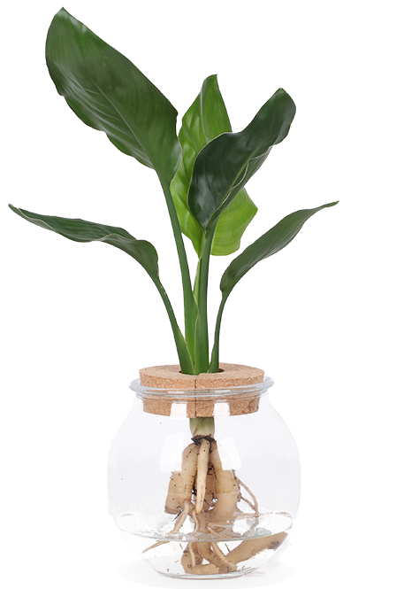 Strelitzia nicolai in Wasser (Paradiesvogelblume) (S)