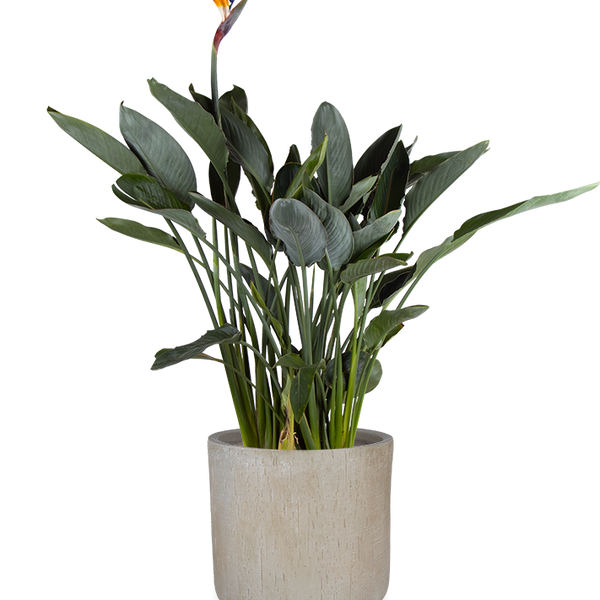 Strelitzia reginae (Papageienblume) kaufen