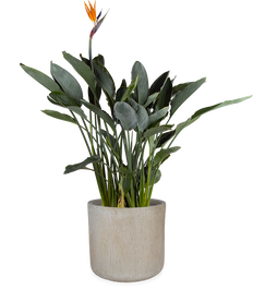 Strelitzia reginae (Papageienblume) (L)