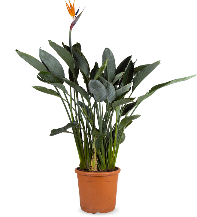 Strelitzia reginae (Papageienblume) (L)