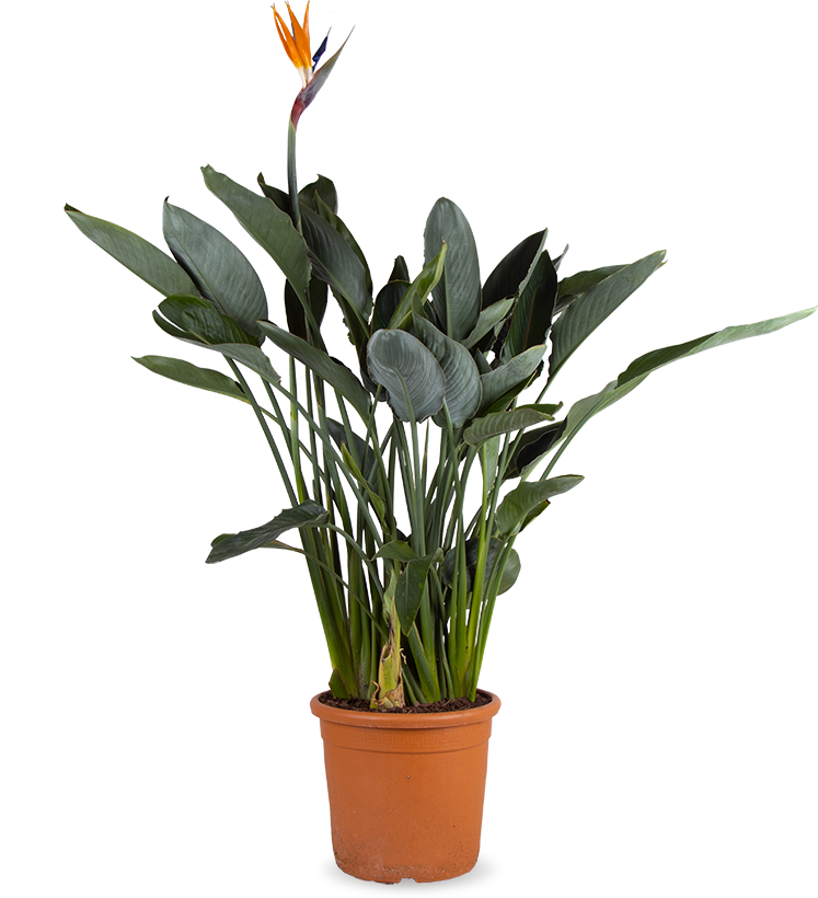 Strelitzia reginae (Papageienblume) (L)