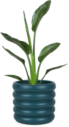 Strelitzia reginae (Papageienblume) (S)
