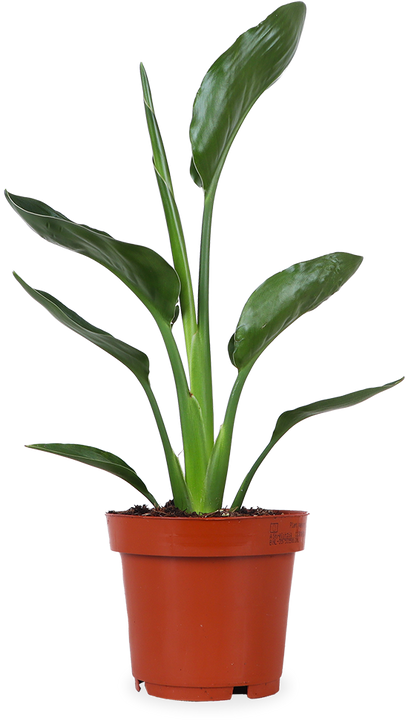 Strelitzia reginae (Papageienblume) (S)