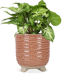 Syngonium arrow (Purpurtute) (S)