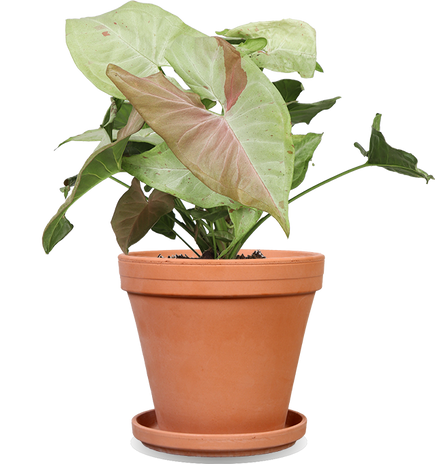 Syngonium milk confetti (Purpurtute)