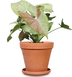 Syngonium milk confetti (Purpurtute)