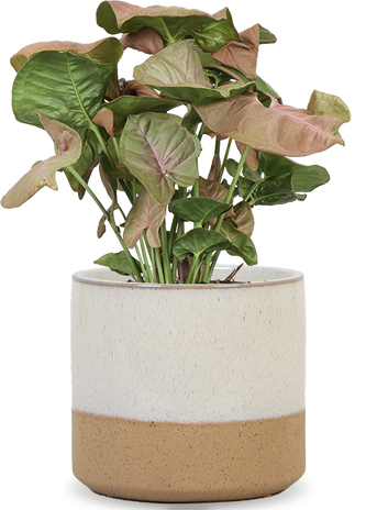Syngonium Red Heart (Purpurtute) (S)