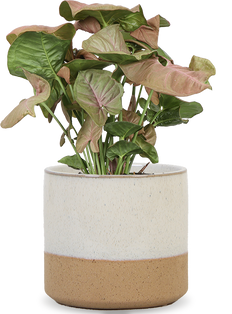 Syngonium Red Heart (Purpurtute) (S)