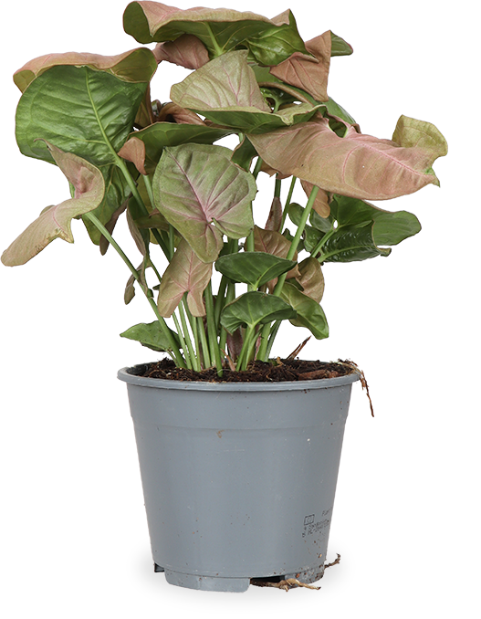 Syngonium Red Heart (Purpurtute) (S) | Arnold