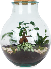 Terrarium kugelförmige Flasche (Flaschengarten) (L)