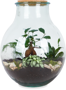 Terrarium kugelförmige Flasche (Flaschengarten) (L)