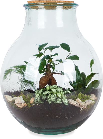 Terrarium kugelförmige Flasche (Flaschengarten) (L)
