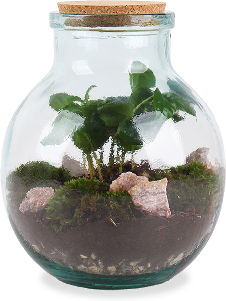 Flaschengarten (Terrarium) | Bruno | Plantsome