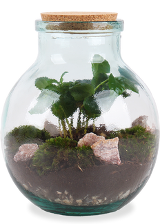 Terrarium kugelförmige Flasche (Flaschengarten) (M)