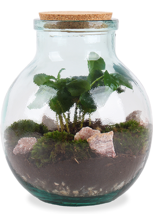 bromelien flaschengarten Flaschengarten (Terrarium) | Bruno