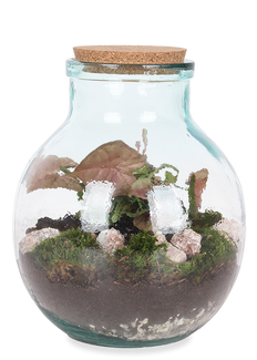 Terrarium kugelförmige Flasche (Flaschengarten) (M)