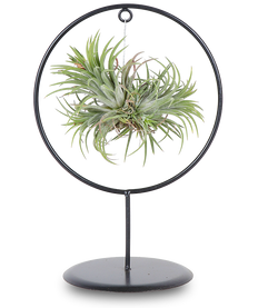 Tillandsia magic ball im Ring (Luftpflanze) (S)