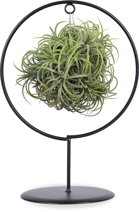 Tillandsia ‚Magic Ball‘ Im Metallgestell – Luftpflanze In Kugelform, Pflegeleicht – Deko Für Tisch & Fensterbank