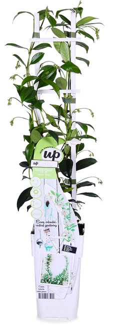 Trachelospermum "star of venice" (Sternjasmin) (M)