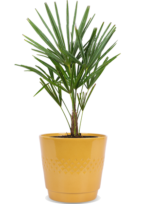 Trachycarpus fortunei (Chinesische Hanfpalme) kaufen? | Jackie