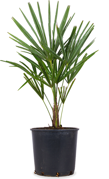 Trachycarpus fortunei (Chinesische Hanfpalme)