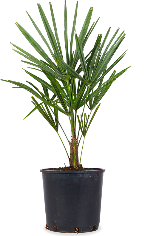 hanfpalme zimmerpflanze Trachycarpus fortunei (Chinesische Hanfpalme) kaufen? | Jackie