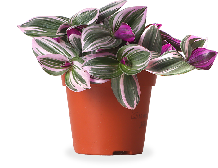 Tradescantia nanouk (Zebrakraut) (S)