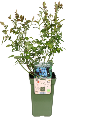 Heidelbeere (Vaccinium corymbosum)