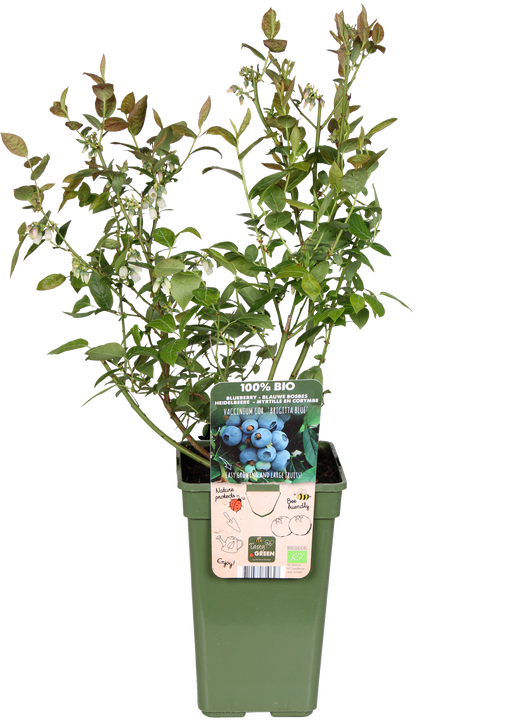 Heidelbeere (Vaccinium corymbosum)