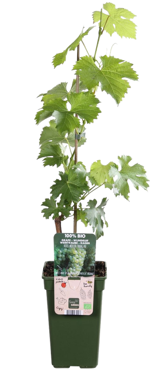 Traube (Vitis vinifera)