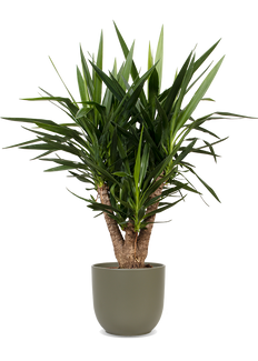 Yucca verzweigter Stamm (Palmlilie) (L)