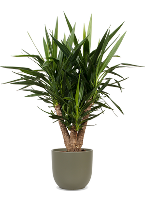 palmlilie zimmerpflanze Yucca verzweigter Stamm (Palmlilie) (L) kaufen