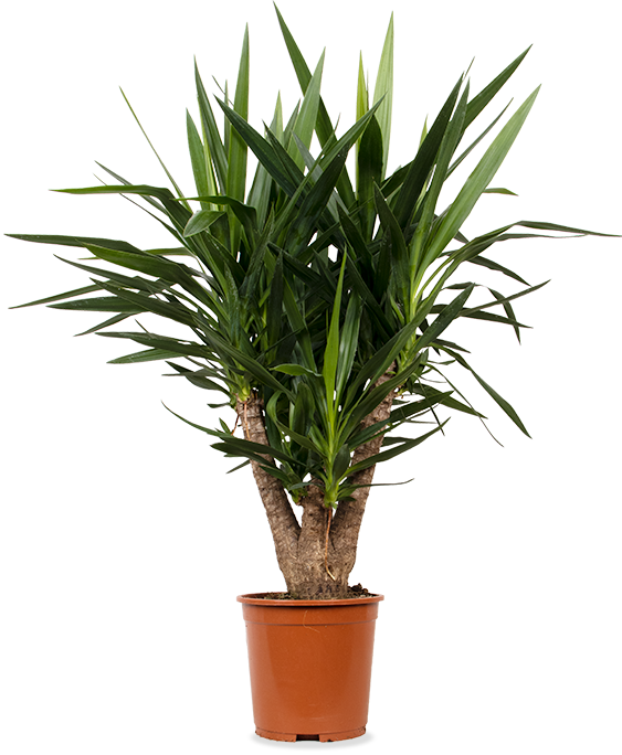 Yucca verzweigter Stamm (Palmlilie) (L)