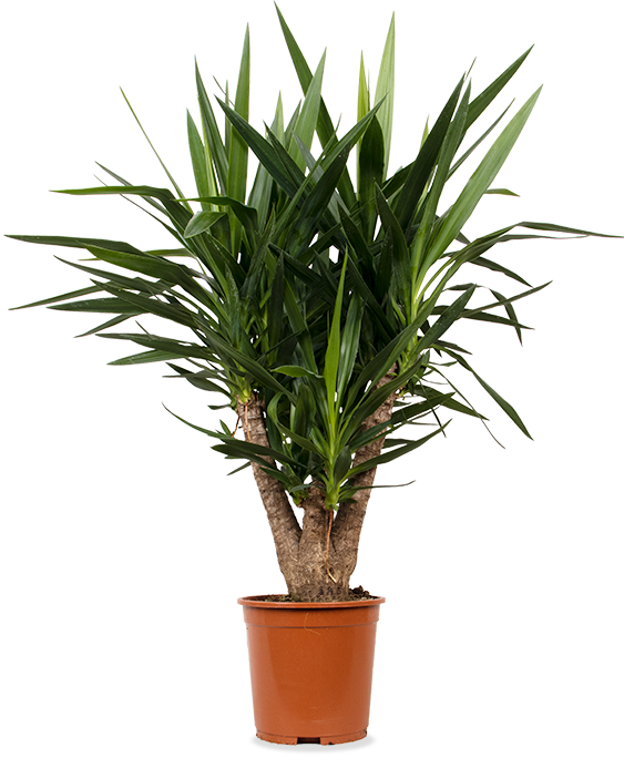 Yucca verzweigter Stamm (Palmlilie) (L) kaufen