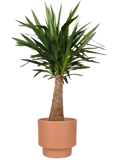 Yucca maya tree (Palmlilie) (L)