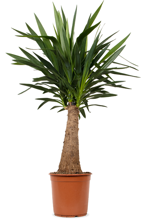 Yucca maya tree (Palmlilie) (L)