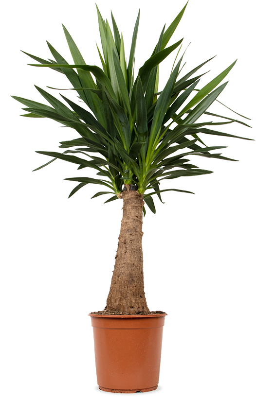 Yucca maya tree (Palmlilie) (L)