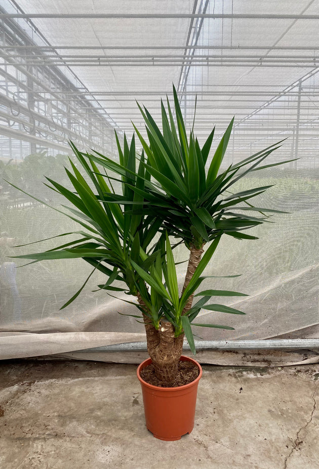 Yucca verzweigter Stamm (Palmlilie) (L) kaufen