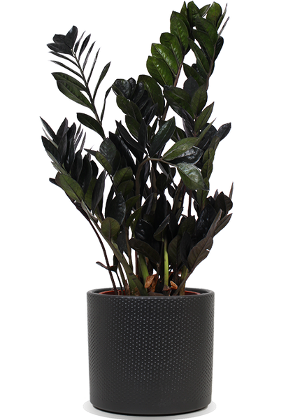 Zamioculcas Raven (Glücksfeder) kaufen