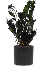 Zamioculcas raven (Glücksfeder) (M)