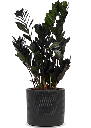 glücksfeder raven Zamioculcas Raven (Glücksfeder) kaufen
