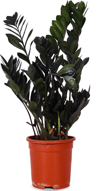 hedera white Glacier Ivy Plant – Hedera Helix ‘Glacier Ivy’ 8