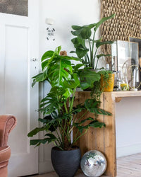 inspiratie-5