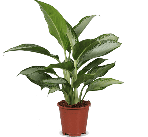 aglaonema kaufen Aglaonema silverbay (Kolbenfaden)(M) kaufen
