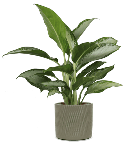 Schattenpflanzen | Zimmerpflanzen wenig Licht | Plantsome
