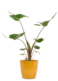 Alocasia stingray (Elefantenohr)