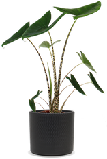 Alocasia zebrina (Elefantenohr) (M)
