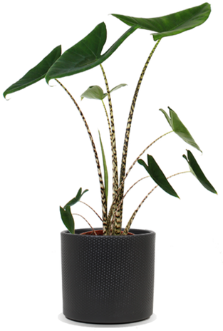 Alocasia zebrina (Elefantenohr) (M)